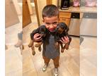 Doberman Pinscher PUPPY FOR SALE ADN-843673 - Doberman Pinscher