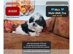Shih Tzu PUPPY FOR SALE ADN-843672 - Max pymt plans available