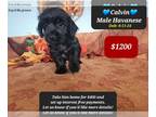 Havanese PUPPY FOR SALE ADN-843671 - CALVIN make pymts