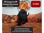 Havanese PUPPY FOR SALE ADN-843668 - CLEOPATRA make pymts