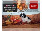 Zuchon PUPPY FOR SALE ADN-843667 - Interest free payment plan options