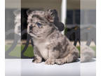 French Bulldog PUPPY FOR SALE ADN-843666 - Female FLUFFYS