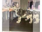 French Bulldog PUPPY FOR SALE ADN-843665 - Frenchies need Love