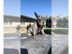 French Bulldog PUPPY FOR SALE ADN-843660 - Frenchie