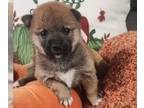 Shiba Inu PUPPY FOR SALE ADN-843643 - Shiba Inu