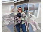 Great Dane PUPPY FOR SALE ADN-843642 - Litter of Three Females