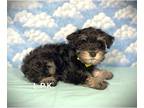 Schnauzer (Miniature) PUPPY FOR SALE ADN-843635 - mini schnauzer