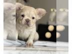 French Bulldog PUPPY FOR SALE ADN-843631 - Toby