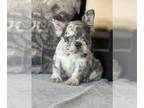 French Bulldog PUPPY FOR SALE ADN-843630 - Lucy