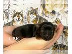 Yorkshire Terrier PUPPY FOR SALE ADN-843627 - Tiny yorkie