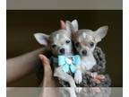 Chihuahua PUPPY FOR SALE ADN-843624 - Cuties