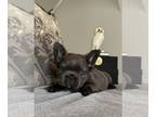 French Bulldog PUPPY FOR SALE ADN-843620 - Buddy