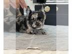 French Bulldog PUPPY FOR SALE ADN-843612 - Jack