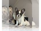 French Bulldog PUPPY FOR SALE ADN-843610 - Daisy