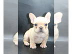 French Bulldog PUPPY FOR SALE ADN-843593 - Amazing quality French Bulldog