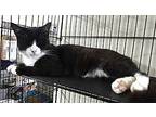 Haymitch, Domestic Shorthair For Adoption In Albemarle, North Carolina