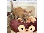 Corgan, Domestic Shorthair For Adoption In Albemarle, North Carolina
