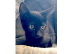 Midnight, Domestic Shorthair For Adoption In Albemarle, North Carolina