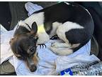 Champi In Tx, Terrier (unknown Type, Medium) For Adoption In Cranston