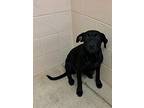 Brandi, Labrador Retriever For Adoption In Jackson, Tennessee