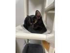 Bartok, Domestic Shorthair For Adoption In Satellite Beach, Florida