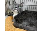 Ralphie Nc, Domestic Shorthair For Adoption In Satellite Beach, Florida
