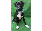 Blacky, Labrador Retriever For Adoption In San Ysidro, California