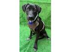 Prada, Labrador Retriever For Adoption In San Ysidro, California