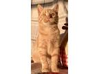 Kitten Pattycake, Domestic Mediumhair For Adoption In Salem, New Hampshire