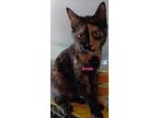 Bobbie, American Bobtail For Adoption In Inez, Kentucky