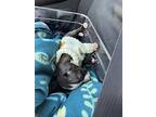 Simpson, American Staffordshire Terrier For Adoption In Sumter, South Carolina
