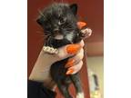 Fancy* Fl 21, Domestic Shorthair For Adoption In Pomona, California