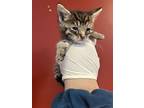 V-7, Domestic Shorthair For Adoption In Pomona, California