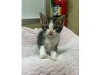 Scooby, Domestic Shorthair For Adoption In Parlier, California