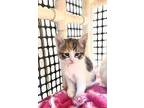 Cat 25612 (elena), Calico For Adoption In Parlier, California