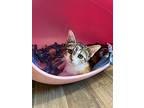 Cat 26078 (penelope), Calico For Adoption In Parlier, California