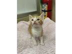 Clifford, Domestic Shorthair For Adoption In Parlier, California