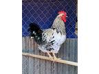 Lester, Chicken For Adoption In Escondido, California