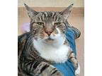 Tiger, Domestic Shorthair For Adoption In Milpitas, California