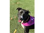 Lavender, Terrier (unknown Type, Medium) For Adoption In Birmingham, Alabama