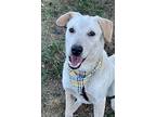 Kai, Labrador Retriever For Adoption In New York, New York