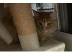 Soleil, Domestic Longhair For Adoption In Denver, Colorado