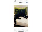 Onyx, Domestic Shorthair For Adoption In Sunnyvale, California