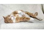 Archie, Domestic Shorthair For Adoption In Jessup, Maryland