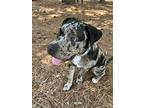 Toro, American Pit Bull Terrier For Adoption In Charleston, South Carolina