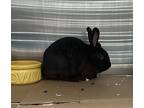 Daffodil, Other/unknown For Adoption In San Gabriel, California