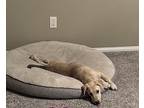 Honey, Labrador Retriever For Adoption In Newport Beach, California