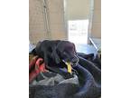 Gretchen, Labrador Retriever For Adoption In Paris, Kentucky