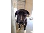 Troy (leo), Labrador Retriever For Adoption In Paris, Kentucky