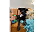 Mr. Cooper The Super Dooper Gentleman, Labrador Retriever For Adoption In Provo